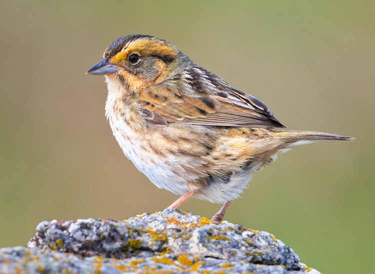 Nelson's Sparrow on Flat Island